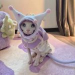 Outfit for Cats-Sphynx wear onesie, vest and hat