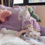 Outfit for Cats-Sphynx wear onesie, vest and hat