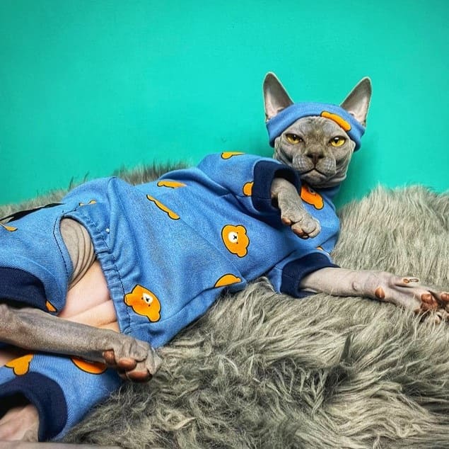 Outfits for Kittens-Sphynx wears blue set