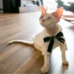 Simple Chanel Sweaters for Cats - White
