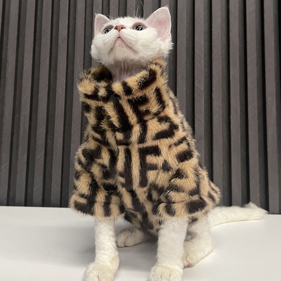 Sphinx cat wearing a coat with fur Stock Photo