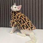 Sphynx Cat Fur Coat-Devon Rex wears fendi coat