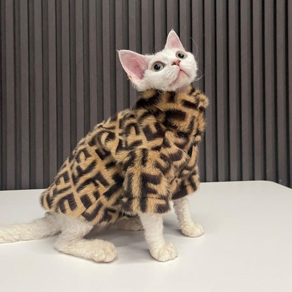 スフィンクス猫のファーコート-Devon Rexがfendiのコートを着用しています。