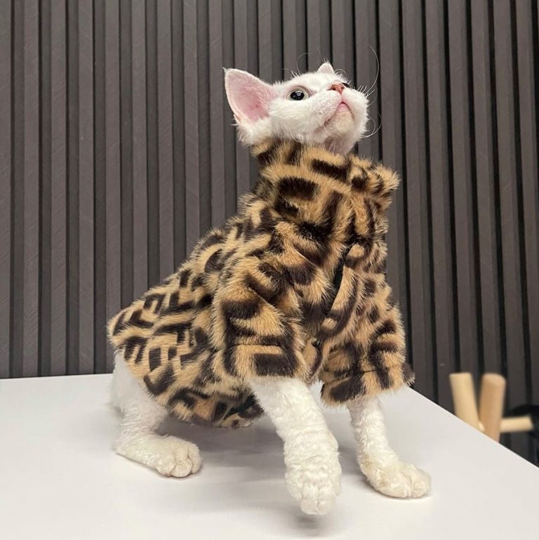 Sphynx Cat Fur Coat Sphynx Fendi Coat, Fendi Coat for Cats