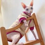 Sphynx Cat Sweaters-Sphynx wear beige sweater