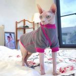 Sphynx Cat Sweaters-Sphynx wear grey sweater