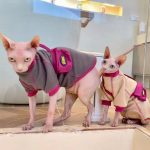 Sphynx Cat Sweaters-Sphynx wear grey and beige sweater