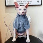 Sphynx Clothing-Sphynx wears grey blue jumper