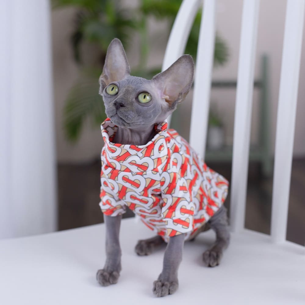 Hairless Cat Models Designer Clothes 