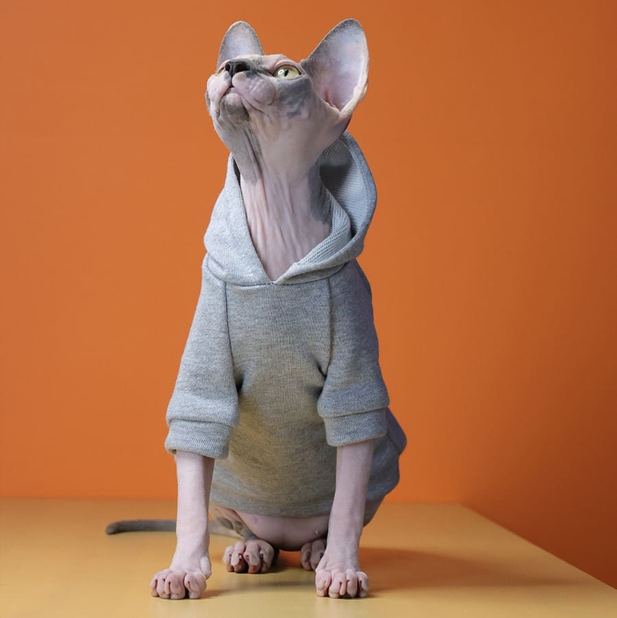 Super Cute Funny Sphynx Cat in Hoodie · Creative Fabrica