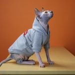 Sudadera con capucha Supreme para gato-Sphynx el gato lleva una sudadera con capucha Supreme