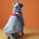 Supreme Hoodie for Cat-Sphynx cat wears Supreme hoodie