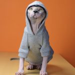 Supreme Hoodie for Cat-Sphynx cat wears Supreme hoodie