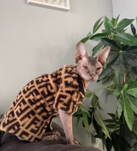 Sphynx Cat Fur Coat-Sphynx Fendi Coat photo review