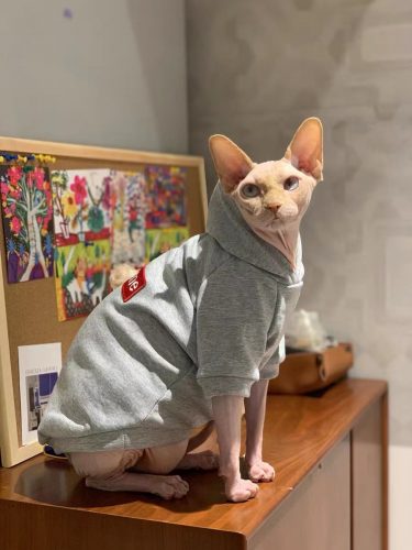 Supreme Hoodie für Katzen-Sphynx Supreme Grey Hoodie Fotorezension