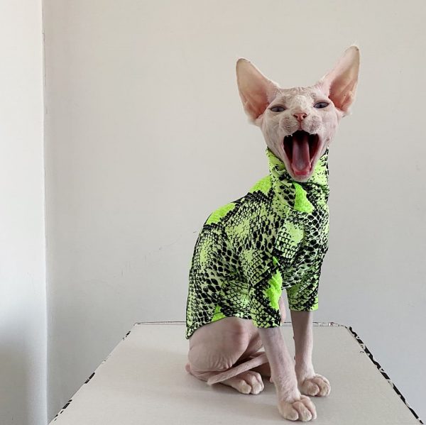 Cat Clothes for Cats-Sphynx wears green shirt