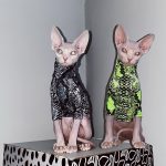 Katzenkleidung für Katzen-Sphynx trägt grünes und braunes Hemd