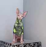 Katzenkleidung für Katzen-Sphynx trägt ein grünes Hemd