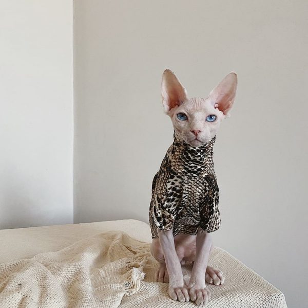 Cat Clothes for Cats-Sphynx wears brown shirt