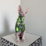 Katzenkleidung für Katzen-Sphynx trägt ein grünes Hemd