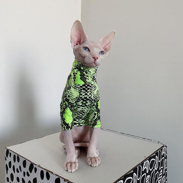 Cat Clothes for Cats-Sphynx wears green shirt