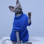 Vestiti per gatti | Pigiama con piedini per gatti, camicia blu Klein per gatti