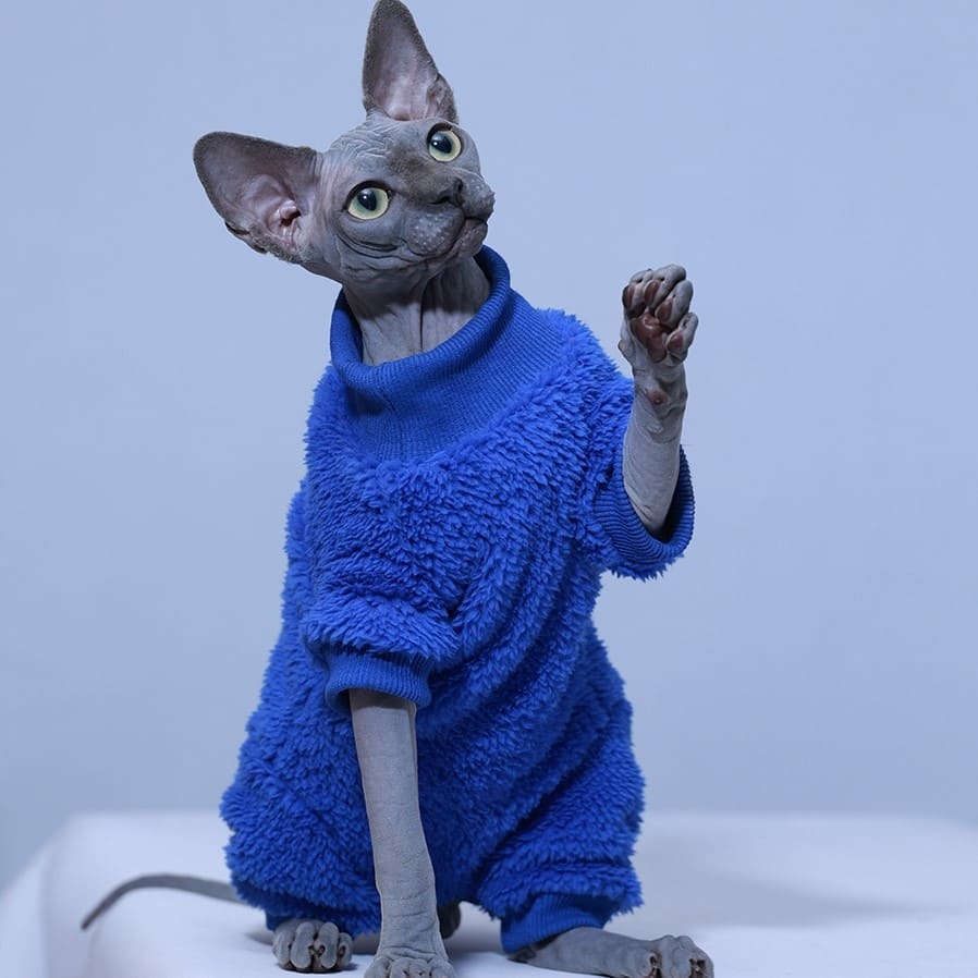 Cat with Clothes-Sphynx wears klein blue onesie