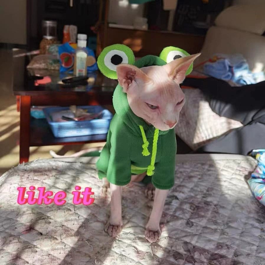 Super Cute Funny Sphynx Cat in Hoodie · Creative Fabrica