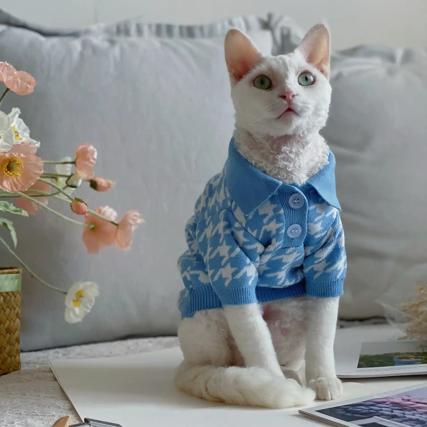 Kittens in sweaters shop