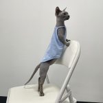 Kitten Outfit-azul cielo