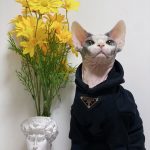 Kitty Clothes-Black hoodie
