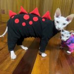 Pet Cat Costumes-Black dinosaur