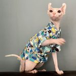Vestiti per gattini | Camicia blu a cartoni animati, vestiti hawaiani per gatti Sphynx