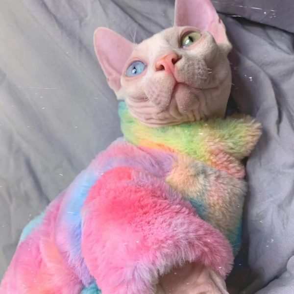 Kitty Outfits-Sphynx usa casaco de arco-íris