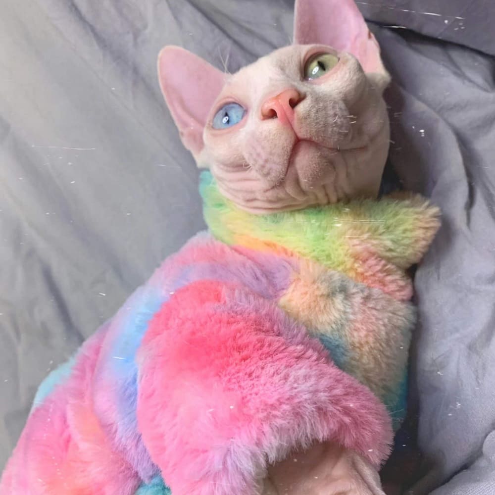 Kitty Outfits-Sphynx wears rainbow coat
