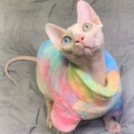 Kitty Outfits-Sphynx wears rainbow coat