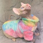 Kitty Outfits-Sphynx wears rainbow coat