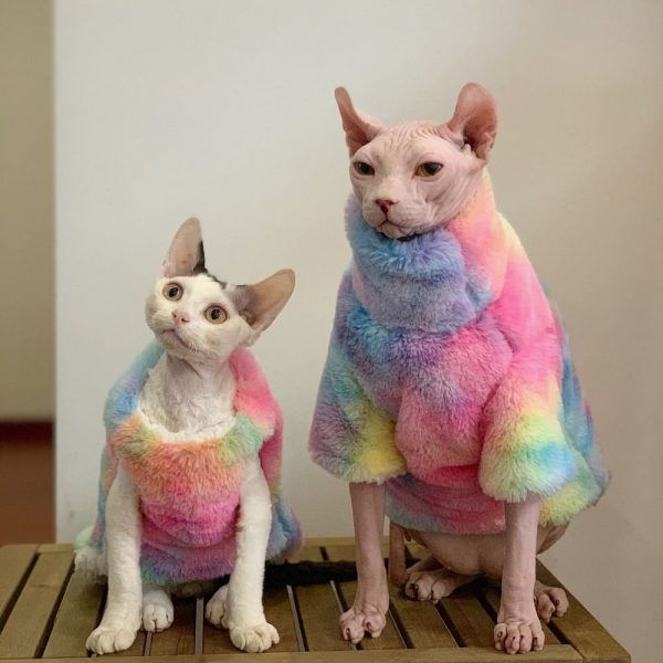 Vestiti da gattino: due gatti indossano un cappotto arcobaleno
