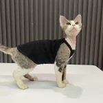 Summer Simple Tank Tops for Cats