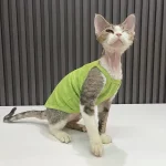 Summer Simple Tank Tops for Cats