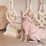 Jersey para gatitos-Sphynx lleva un jersey rosa