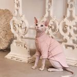 Sweater for Kittens-Sphynx wears pink sweater