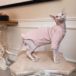 子猫のためのセーター-スフィンクスはピンクのセーターを着ています。