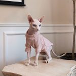 Pull pour chatons-Sphynx porte un pull rose