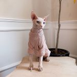 子猫のためのセーター-スフィンクスはピンクのセーターを着ています。