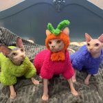 Sweaters for Kittens-green, rose red and royal blue