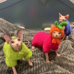 Sweaters for Kittens-green, rose red and royal blue