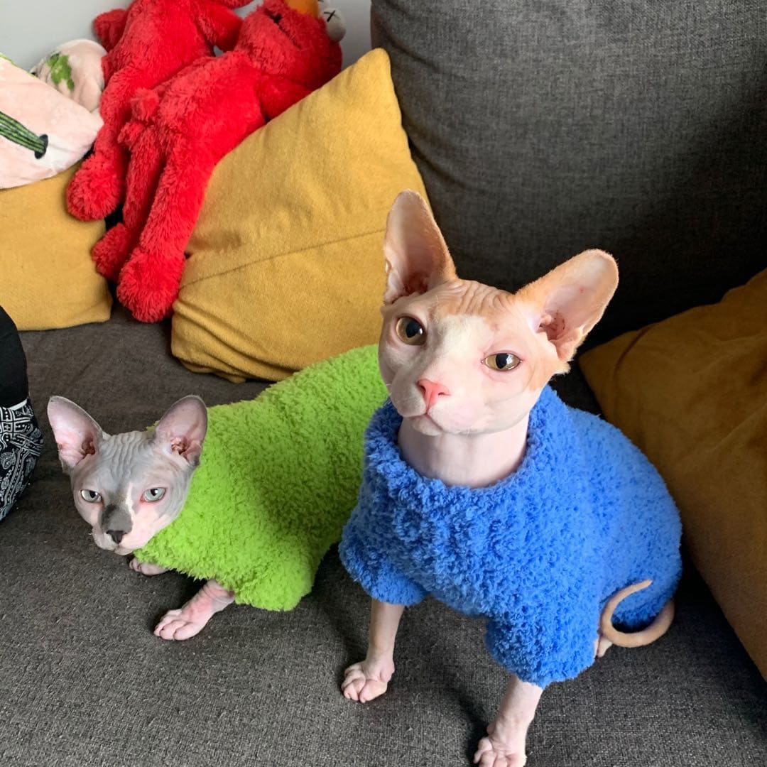 Sweaters for Kittens-green and royal blue