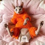Sweaters for Kittens-orange