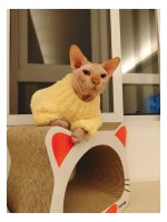 Sweaters for Kittens | Hand-knitted Coral Fleece Sweater